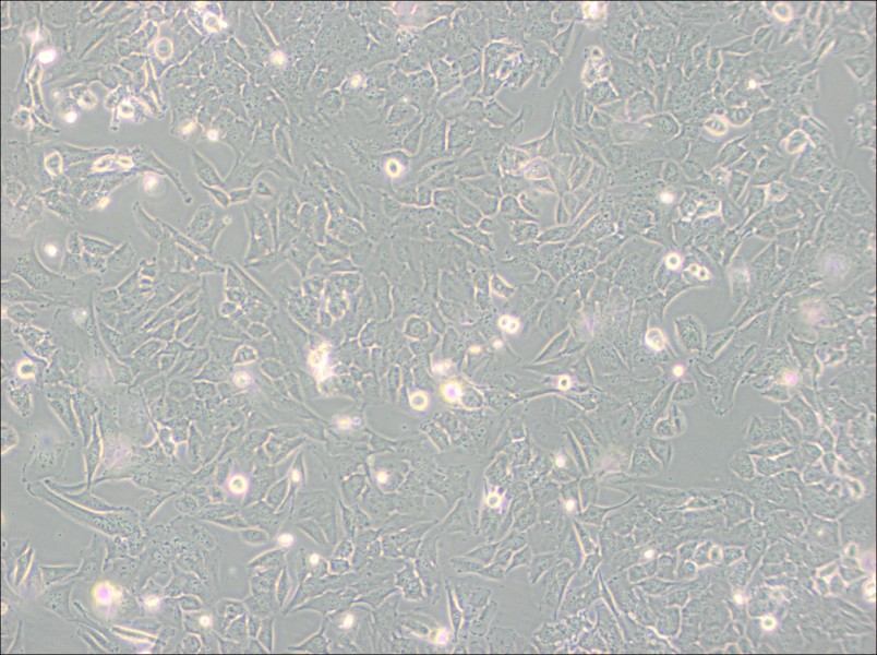 T98G Cell Complete Medium-searchlist-1