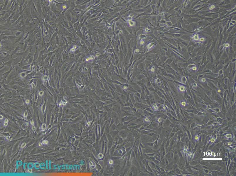 Rat Umbilical Cord Mesenchymal Stem Cell Complete MediumRat Umbilical Cord Mesenchymal Stem Cell Complete Medium - 3