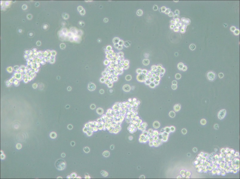 MMQ Cell Complete Medium - 4