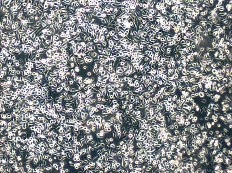 SNU-601 Cell Complete Medium-searchlist-1