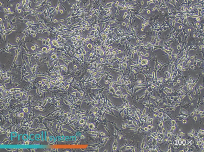 K7M2 wt [K7M2-WT] Cell Complete Medium - 1