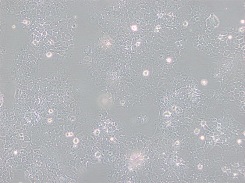 FaDu Cell Complete Medium - small - 4