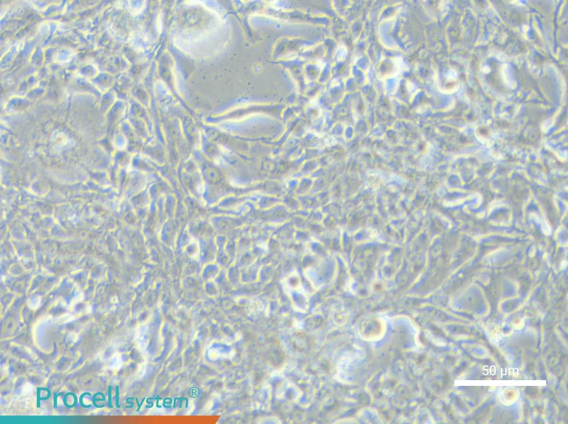 MFM-223 Cell Complete MediumMFM-223 Cell Complete Medium - 4