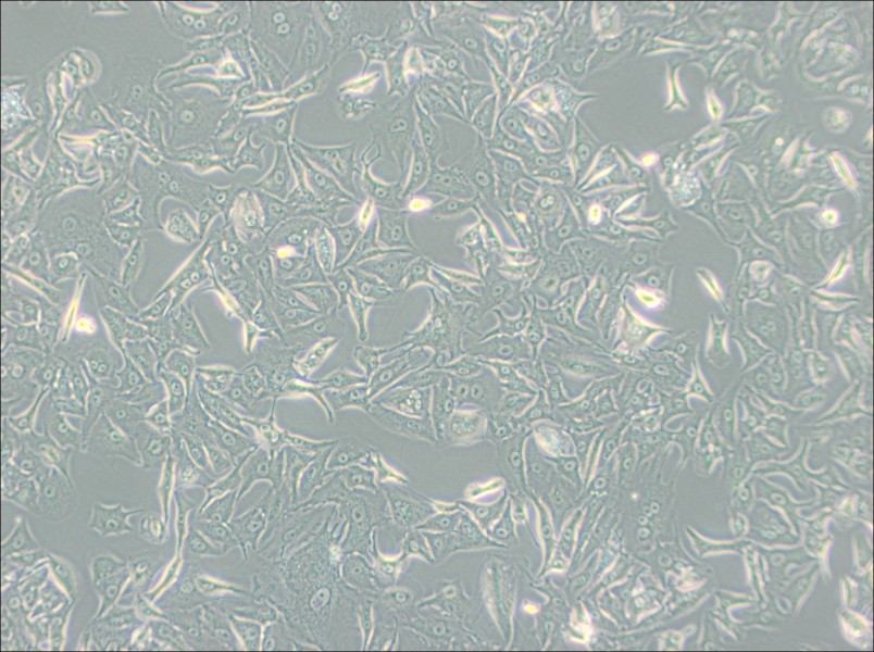 A549-DDP Cell Complete MediumA549-DDP Cell Complete Medium - 3