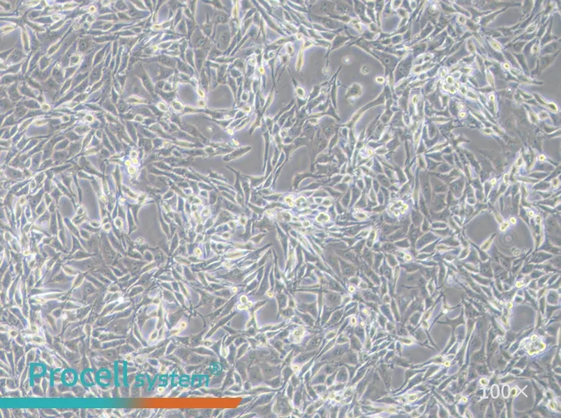 PK-15 Cell Complete Medium - 1