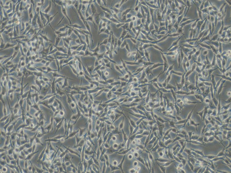 RKO-AS45-1 Cell Complete Medium - small - 6