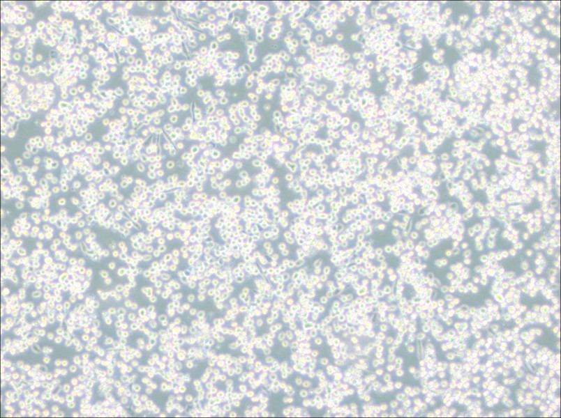 M-07e Cell Complete Medium - 3