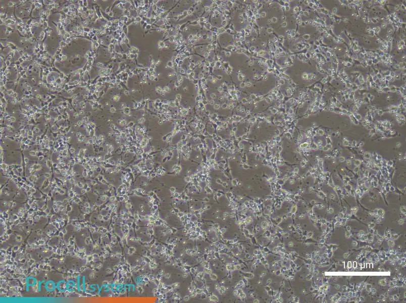 Mouse Trigeminal Neuron Complete Medium - 1