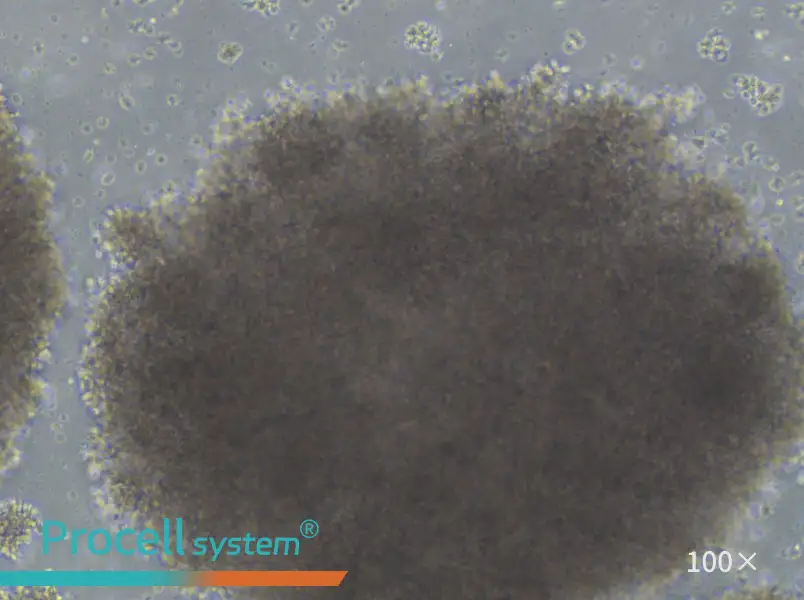 GM23687 Cell Complete MediumGM23687 Cell Complete Medium - 3