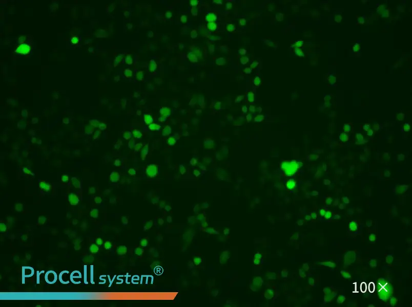 AGS-LUC-EGFP Cell Complete Medium - 1