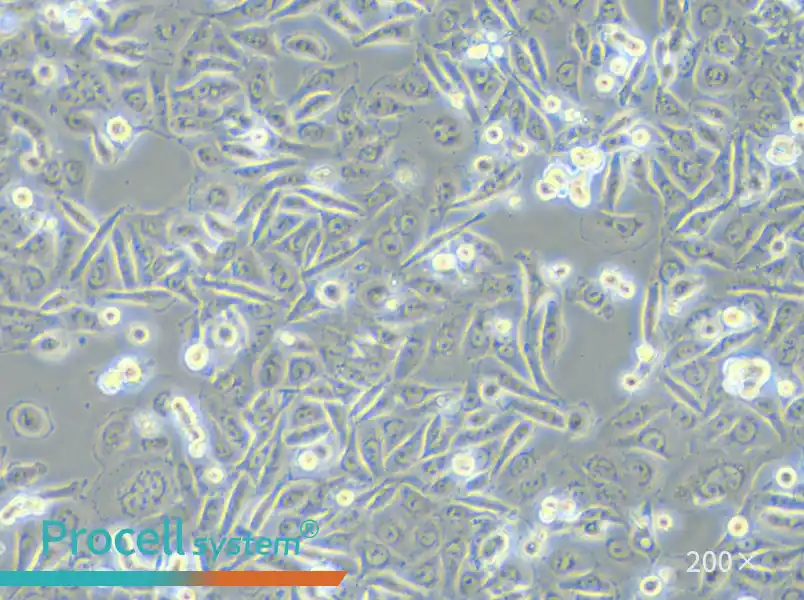 SW480 [SW-480] (DMEM) Cell Complete Medium - small - 5
