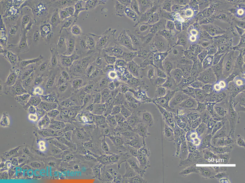 NCI-H292 - 4