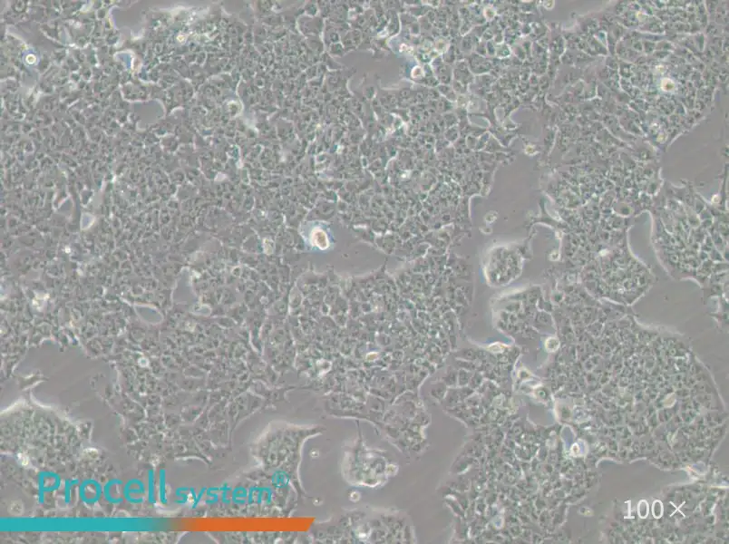 HePa1-6-GFP Cell Complete Medium - small - 5