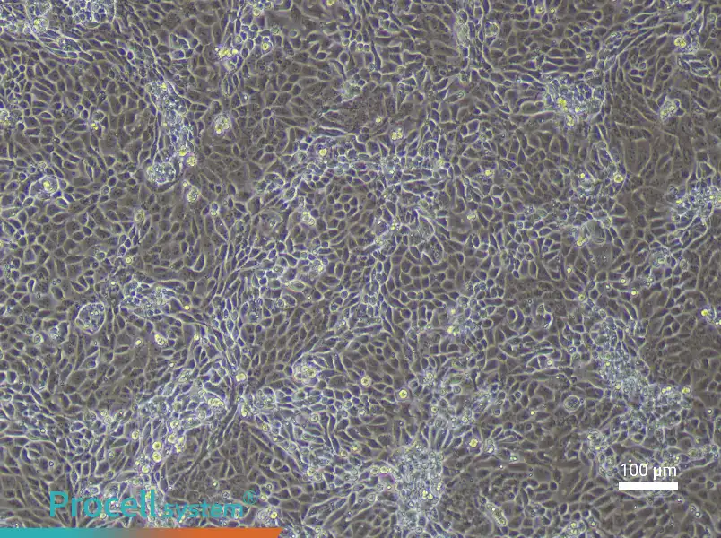 Mouse Placental Chorionic Trophoblast Cell Complete Medium - 1
