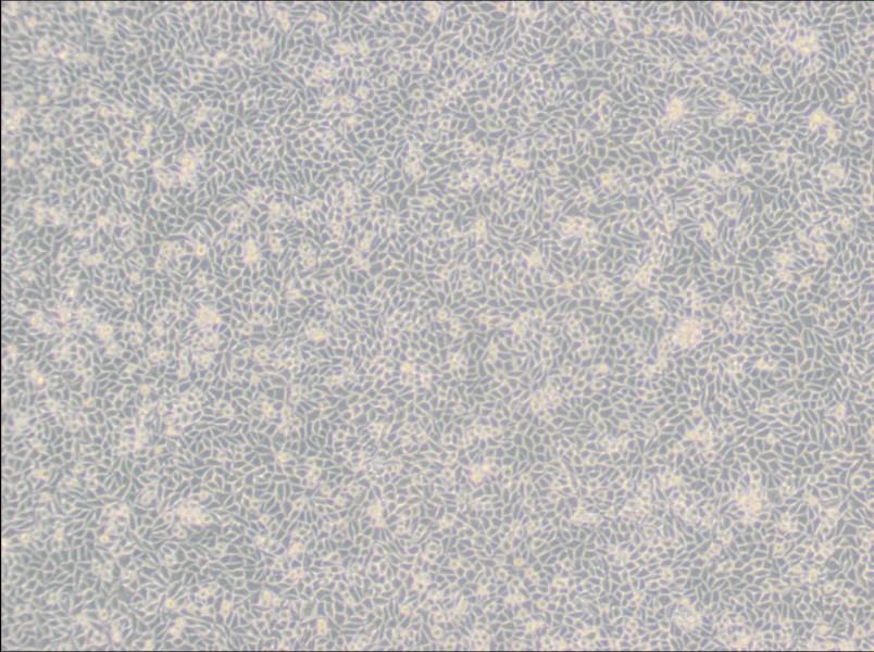 LM/TK [LMTK-] Cell Complete MediumLM/TK [LMTK-] Cell Complete Medium - 3