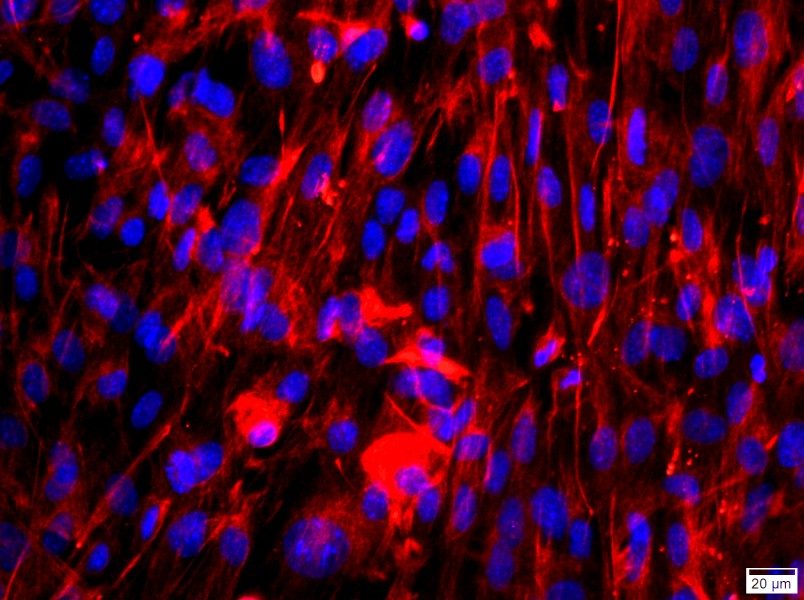 Mouse Lung Fibroblast Complete Medium - 2