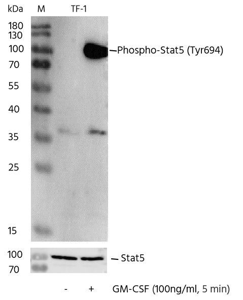 Recombinant Phospho-Stat5 (Tyr694) Monoclonal Antibody-searchlist-1