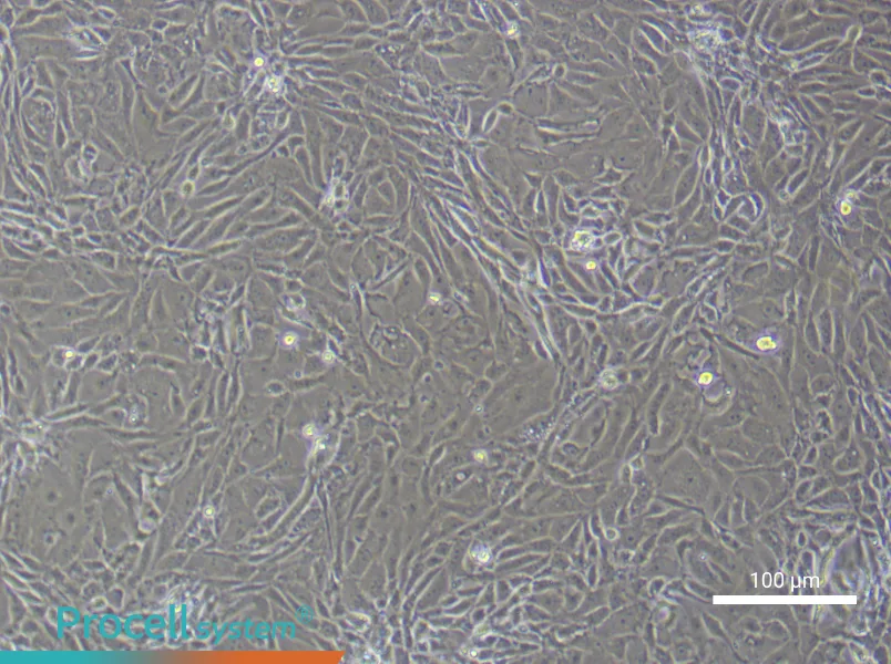 Mouse Prostate Epithelial Cell Complete Medium - 1