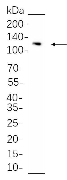 Recombinant STAT2 Monoclonal Antibody-searchlist-1