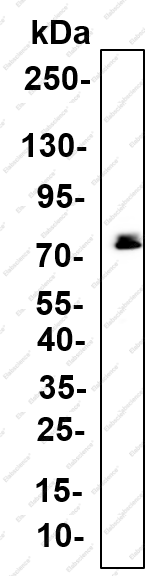Recombinant SH-PTP2 (Phospho Tyr542) Monoclonal Antibody - 1
