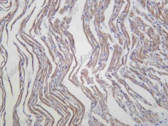 Recombinant PTGES2 Monoclonal Antibody - 4