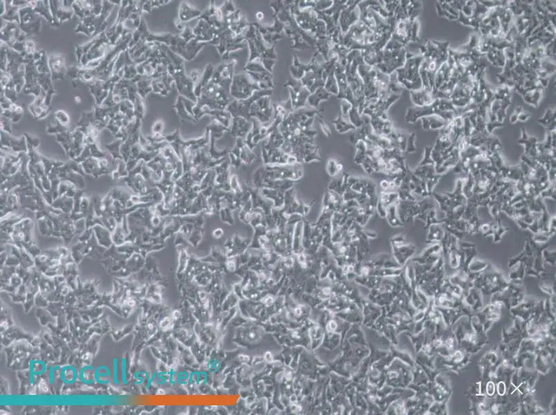 LS180 Cell Complete MediumLS180 Cell Complete Medium - 3