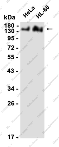 Recombinant SARA Monoclonal Antibody - 1