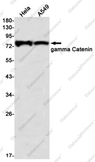 Recombinant gamma Catenin Monoclonal Antibody - 1