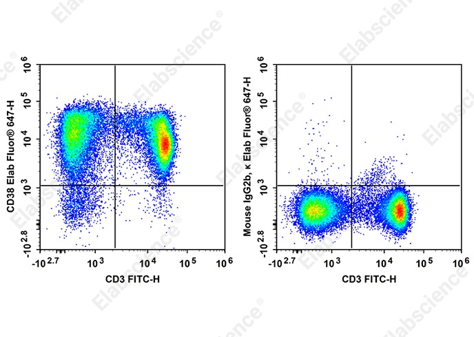 Elab Fluor<sup>®</sup>647 Anti-Rat CD38 Antibody[14.27] - 1