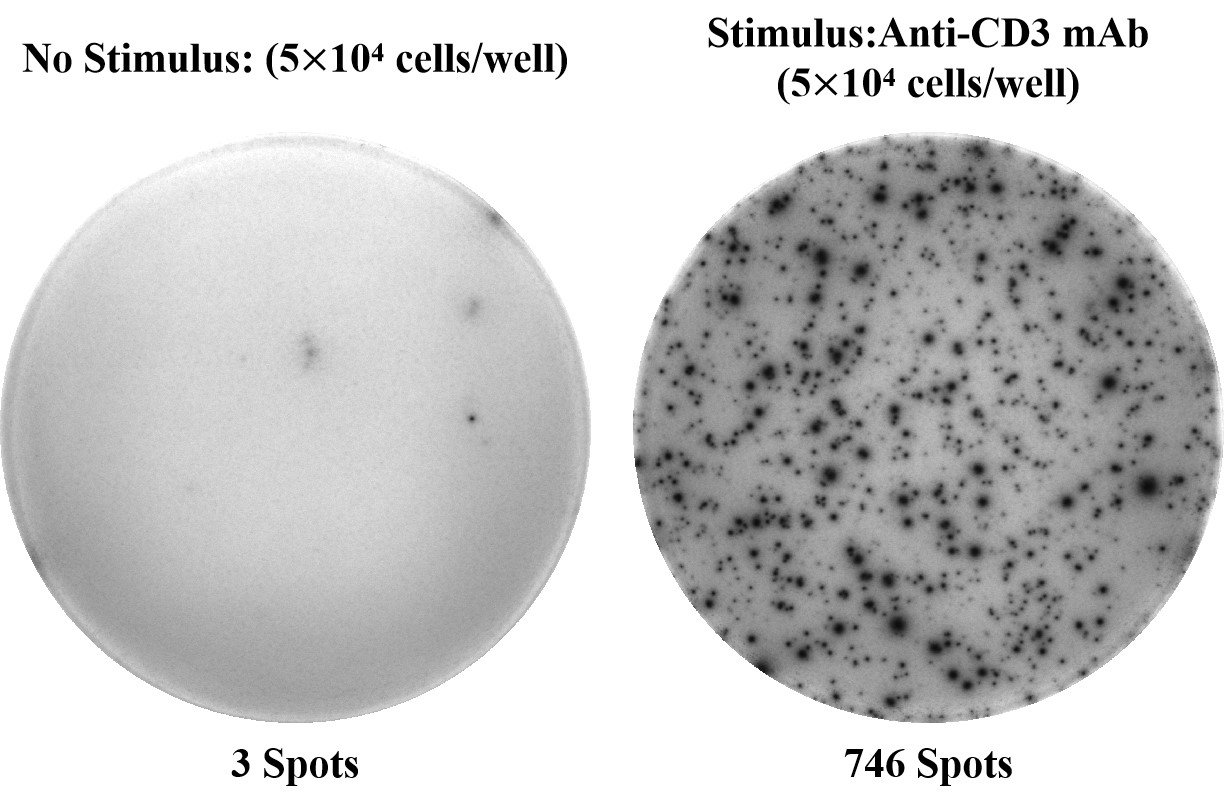 Human TNF-α (Tumor Necrosis Factor Alpha) ELISPOT Kit-产品推荐-1