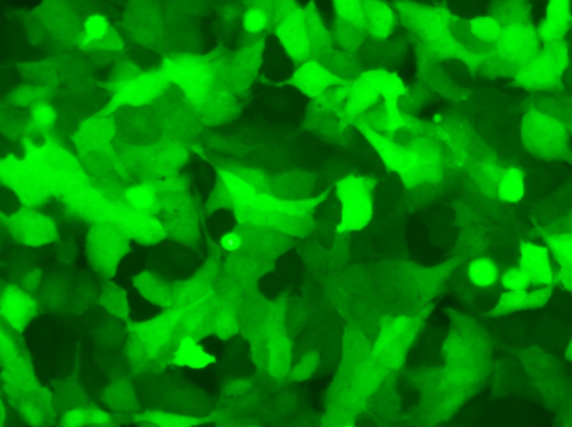 U-2 OS-LUC-EGFP Cell Complete Medium - 6