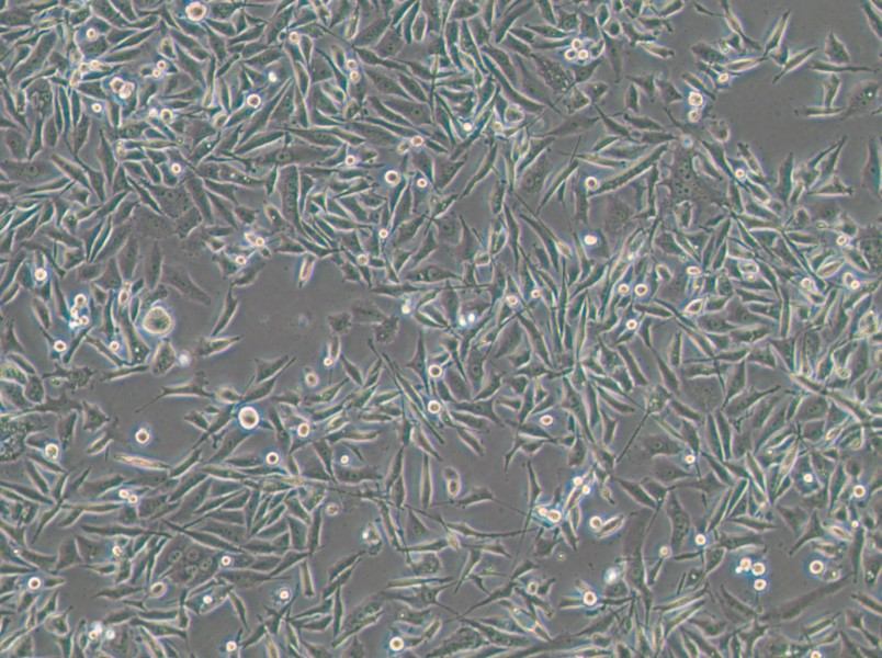 PC-3-LUC-EGFP Cell Complete Medium - 4