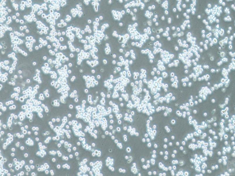 COLO 201 Cell Complete Medium-searchlist-1