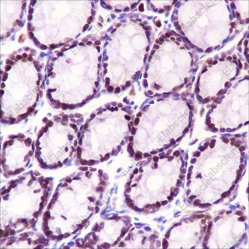 Recombinant MCM3 Monoclonal Antibody - 4