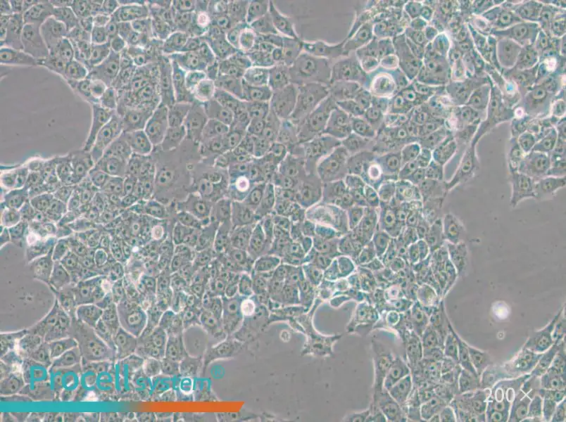 BFTC-905 Cell Complete Medium - 5