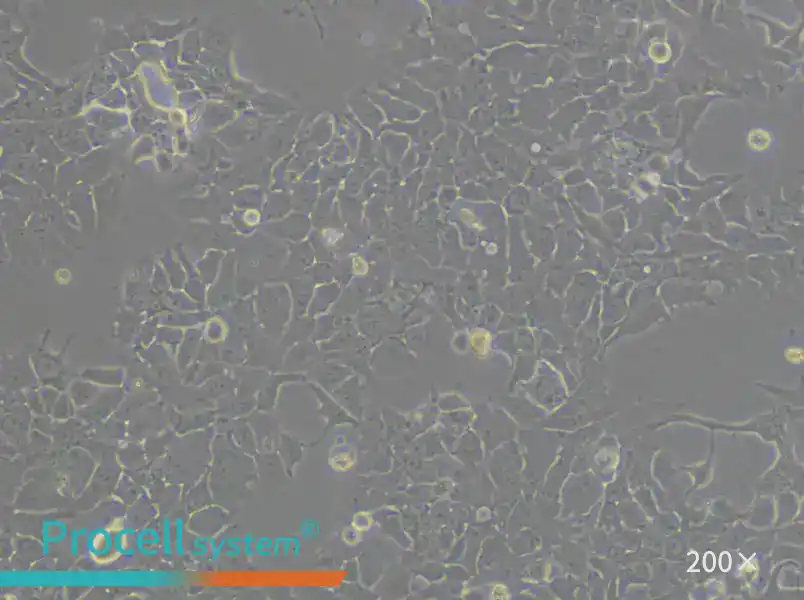 NCI-H322 Cell Complete Medium - 6