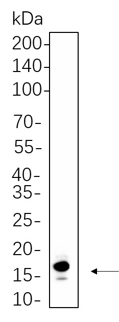 Recombinant Histone H3 (Acetyl Lys36) Monoclonal Antibody-searchlist-1