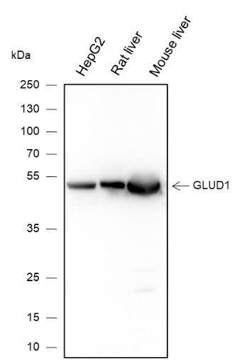 Recombinant GLUD1 Monoclonal Antibody-searchlist-1