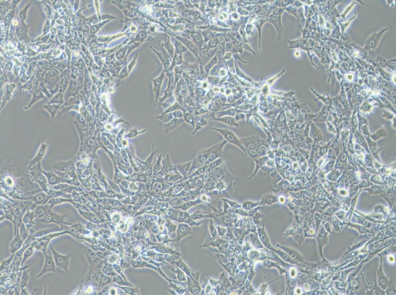 Bewo Cell Complete Medium - 3