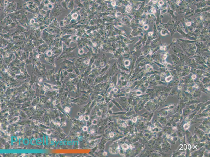 Kelly Cell Complete Medium - small - 6