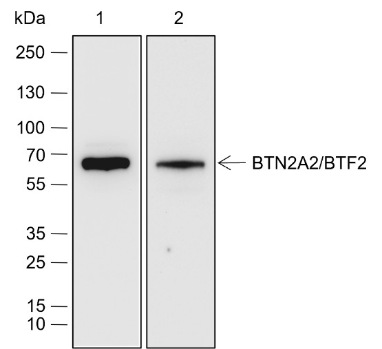 Recombinant BTN2A2/BTF2 Monoclonal Antibody-searchlist-1