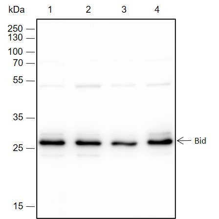 Recombinant Bid Monoclonal Antibody-searchlist-1