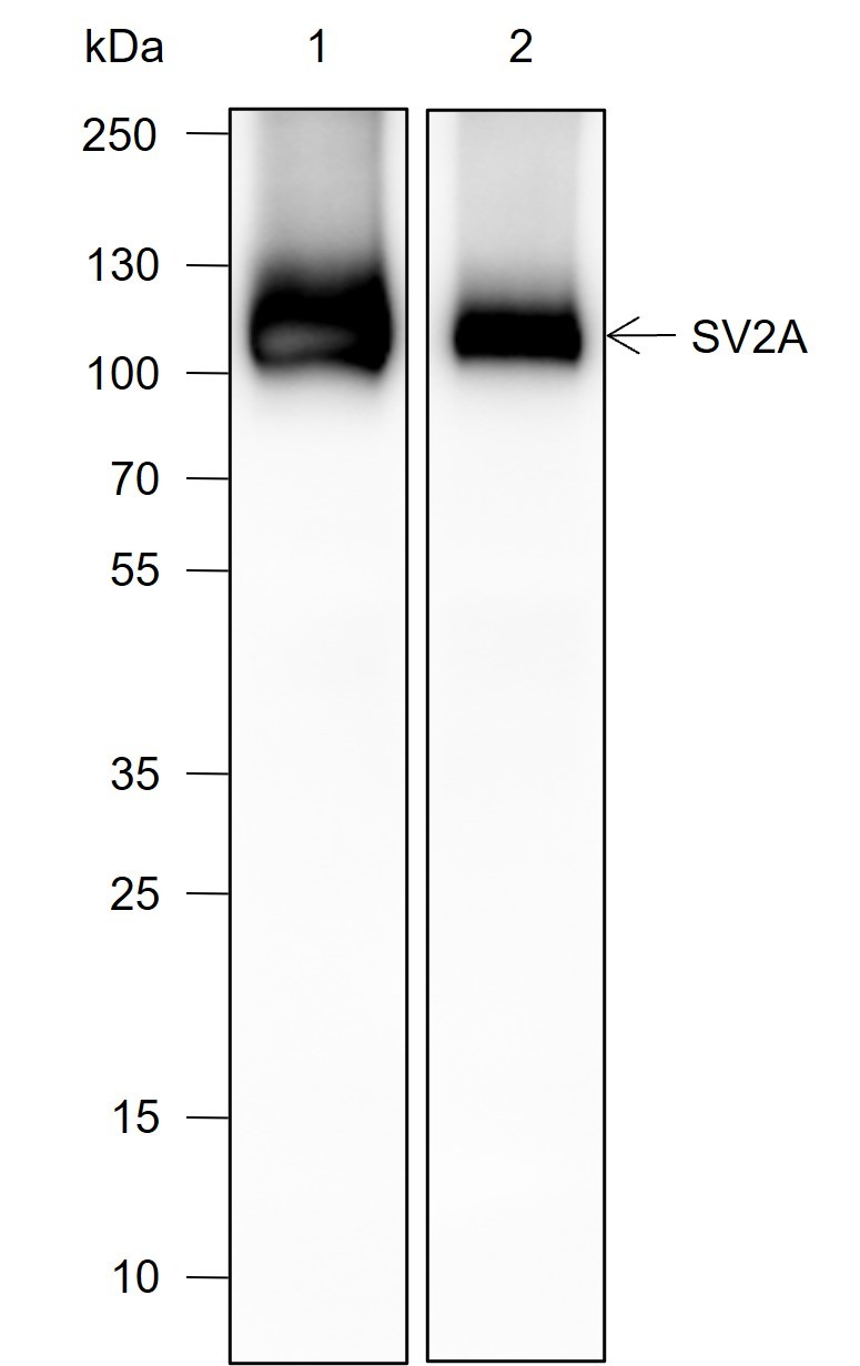 Recombinant SV2A Monoclonal Antibody - small - 1
