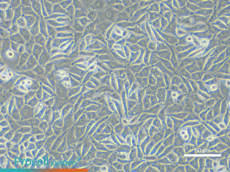 NCTC clone 929 Cell Complete Medium - small - 4