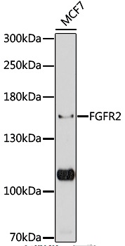 FGFR2 Polyclonal Antibody - small - 7