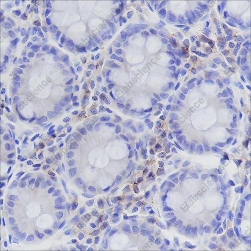 Recombinant CD50/ICAM3 Monoclonal Antibody - 1