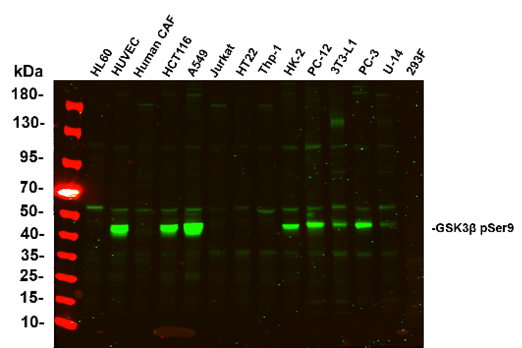 Recombinant Phospho-GSK3 beta (Ser9) Monoclonal Antibody - 1