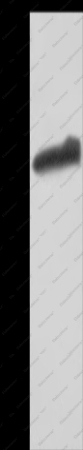GSTA3 Polyclonal Antibody - 1
