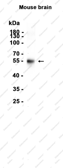 Recombinant OPCML Monoclonal Antibody - 1