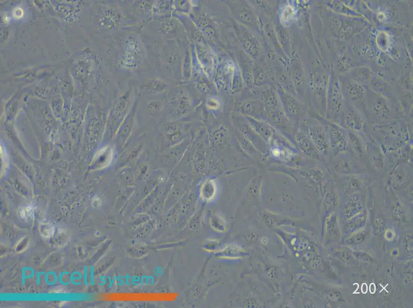 COV362 Cell Complete Medium - 5